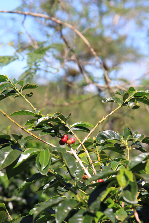 organic-coffee-cherries